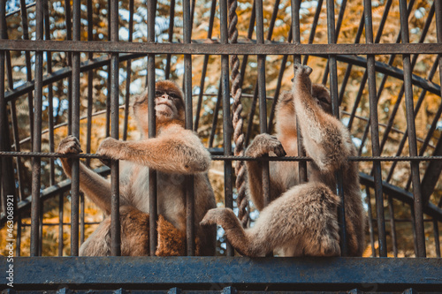 Monkeys inside a cage in the zoo