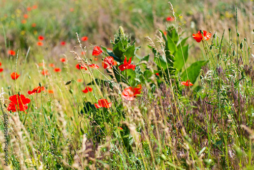 Very beautiful blured poppies among wild ears and other field grass and vegetation. Warm sunlight