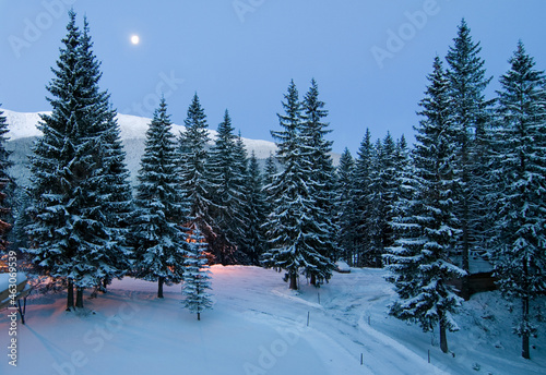 Winter forest at dawn