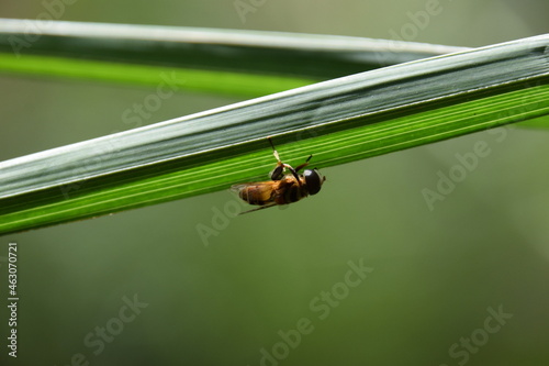 yogi's drone-fly asana on a palm leaf with green background