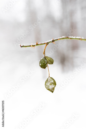Leaf and branch in the forest in winter, covered with frost, snow, cold. Nature of Russia.