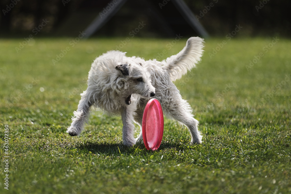 Obraz premium Wire haired Jack Russell Terrier goes in for sports on warm summer day outdoors in park in green clearing. White fluffy dog tries to grab plastic disc with teeth, which is rapidly rolling across lawn.