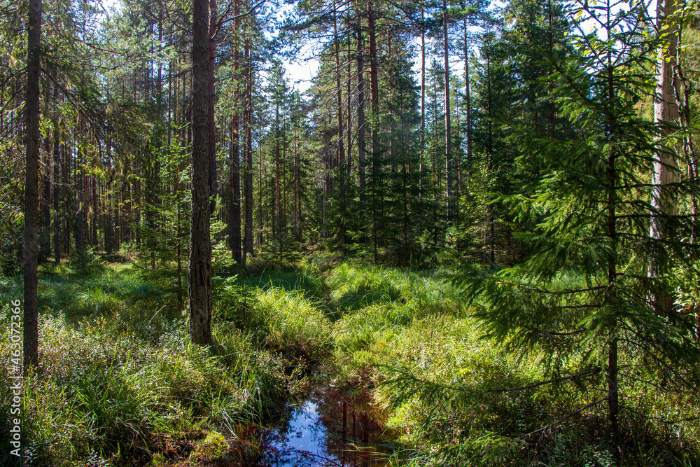 A stream in a pine forest in summer