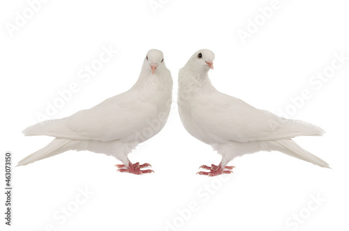 two white doves looking at camera isolated on white background