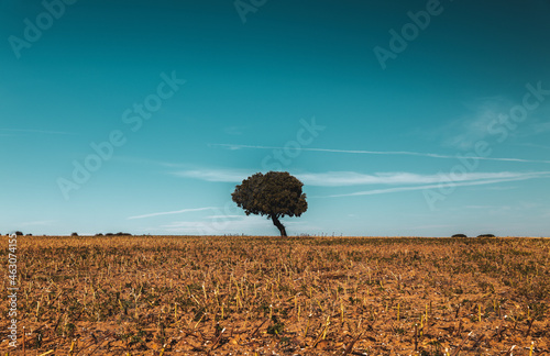 A tree on field against blue sky during autumn