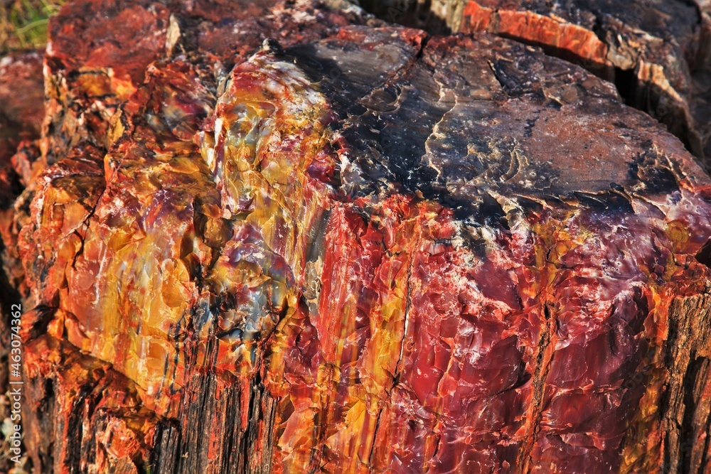 Obraz premium Petrified Forest, skamieniała kłoda drewna