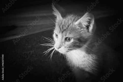 one small gray kitten with large eyes close-up and sadly looks in front of him © malven
