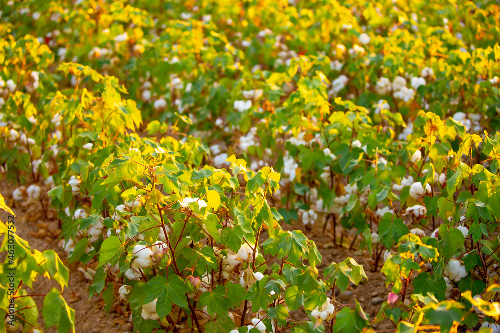 The cotton plant is grown in the field for industrial purposes. Close-up cotton flower in the light of the setting sun. Background with copy space and place for text.