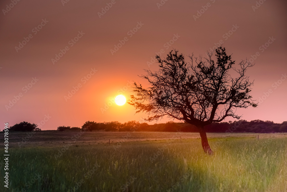 Lonely tree in La Pampa at sunset, Patagonia,Argentina