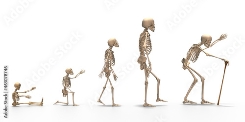 Fotografía 3d Skelett vom Baby über Kleinkind, Jugendlichen, Erwachsenen und alter Mann, is