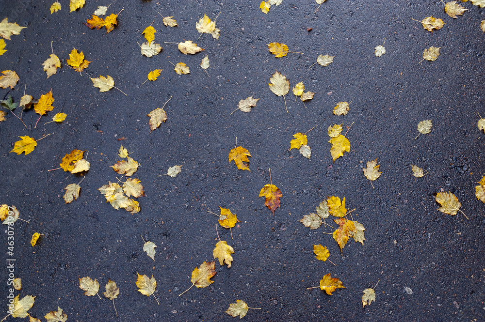 There are a lot of autumn leaves on the asphalt
