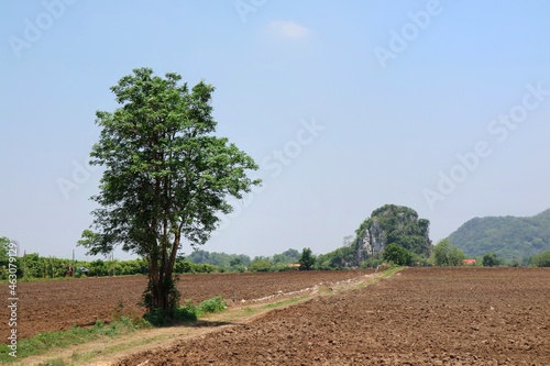 Farmland after harvest with cultivated soil  big tree  and mountain background. Soft focus. Nature and agriculture concept.