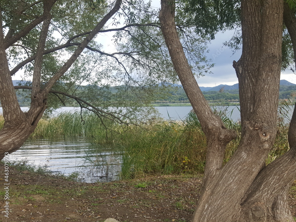 tree in the water