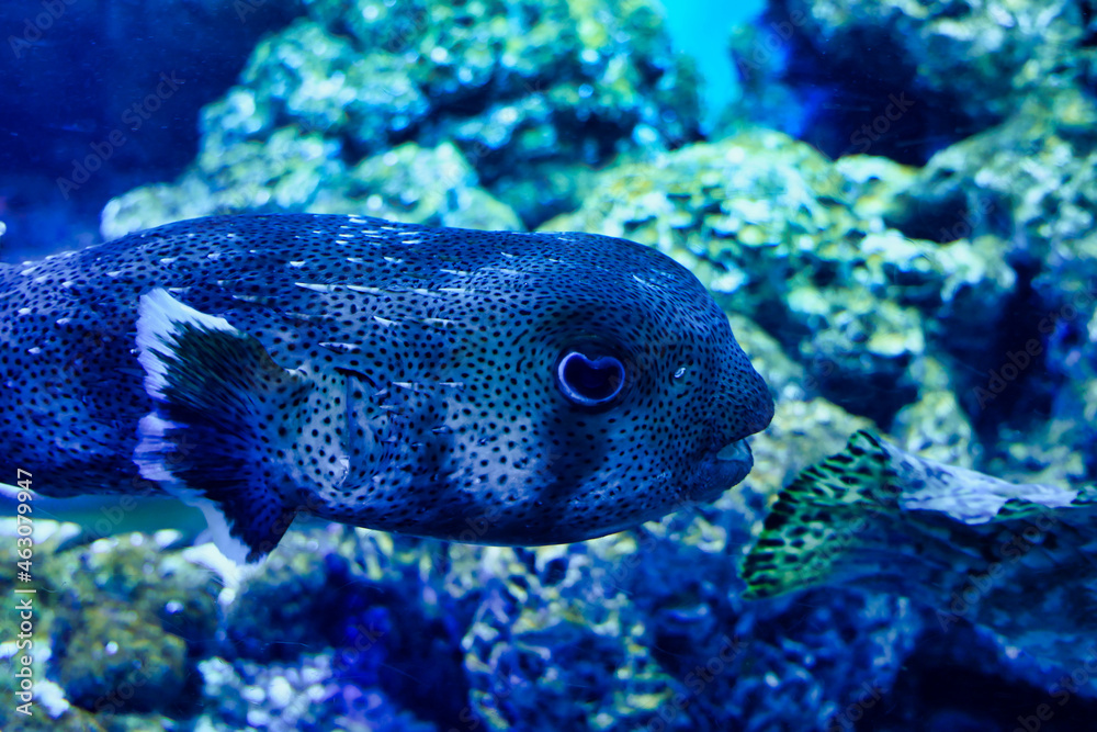 アクアリウムの魚たち アクアリウムの魚たち
