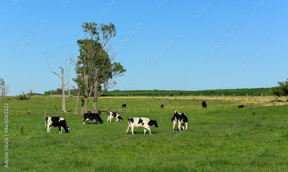Cattle in Argentine countryside,La Pampa Province, Argentina. Cattle in Argentine countryside,La Pampa Province, Argentina.