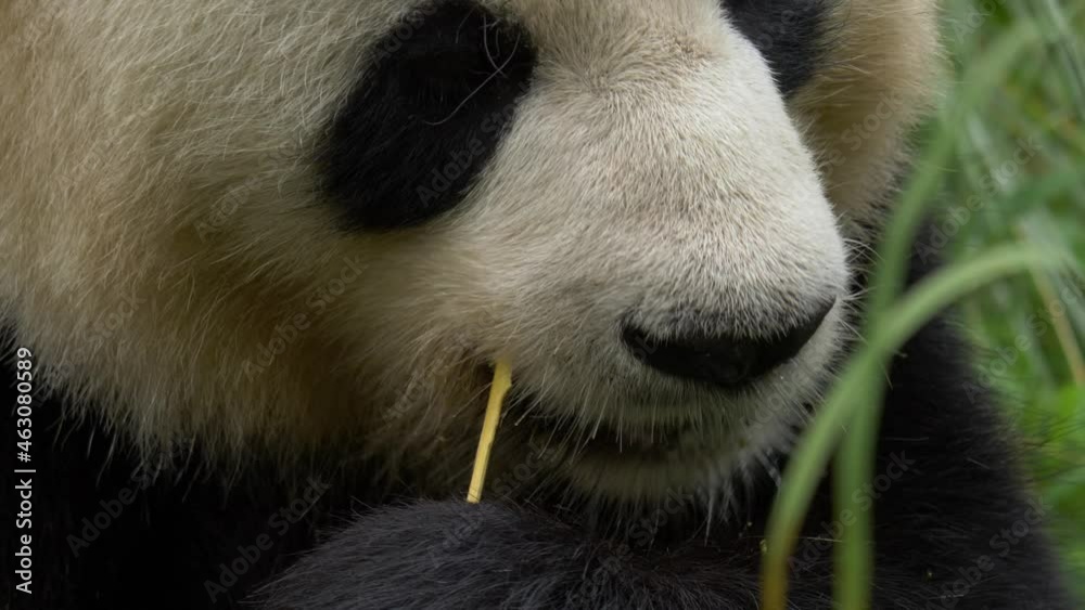 Front view of a panda facing camera and eating bamboo with eye contact. Front view of a panda facing camera and eating bamboo with eye contact.