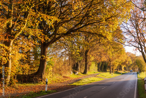 Landstraße in Schleswig-Holstein im Herbst mit Bäumen und buntem Laub
