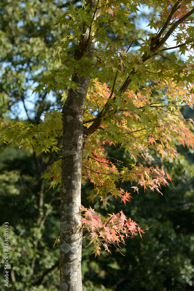 Obraz premium Maple trees beginning to change color.