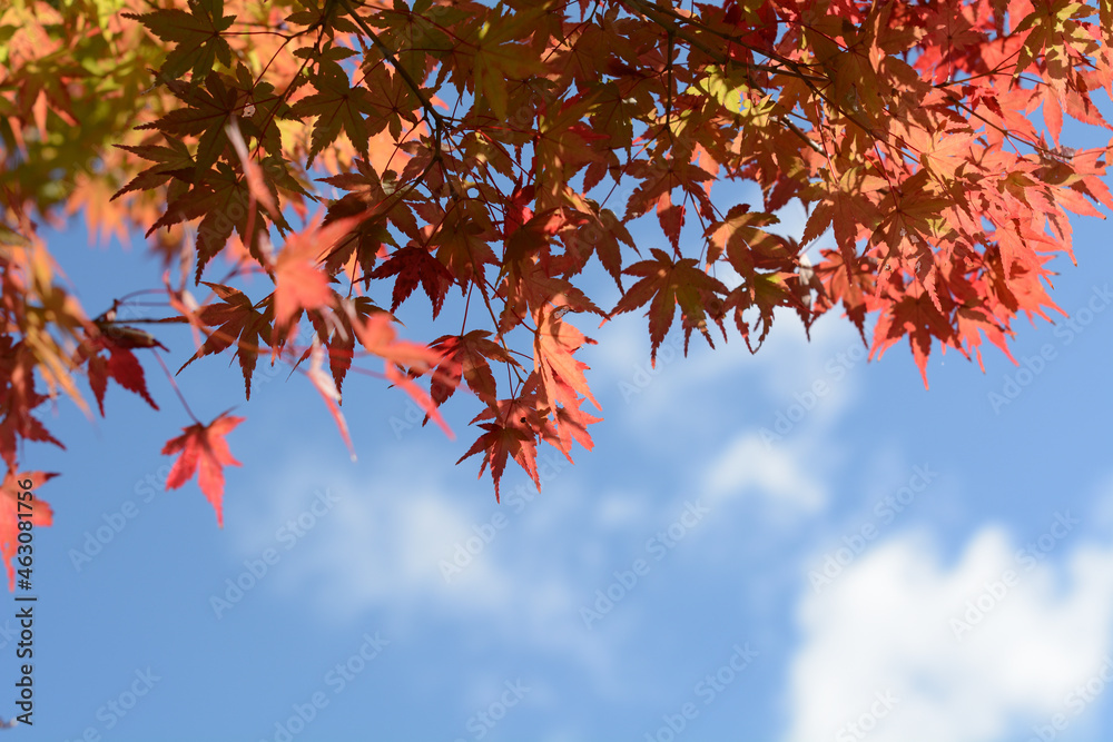 The sky and maple trees beginning to change color The sky and maple trees beginning to change color