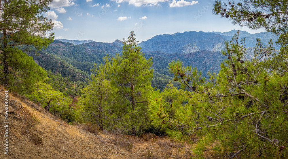 Obraz premium high-altitude pine forest in the Troodos mountain range of the island of Cyprus