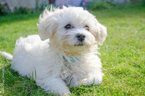 A cavapoo puppy lying down outside on the floor on a lawn in a garden. photo