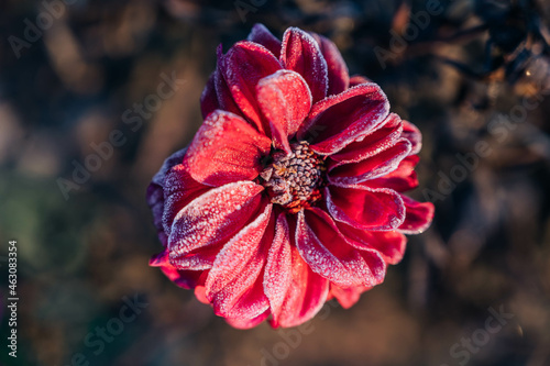 Dahlia 'Bishop of Llandaff' flower with hoarfrost . Purple dahlia 'Bishop of Llandaff' over blurred bokeh background photo