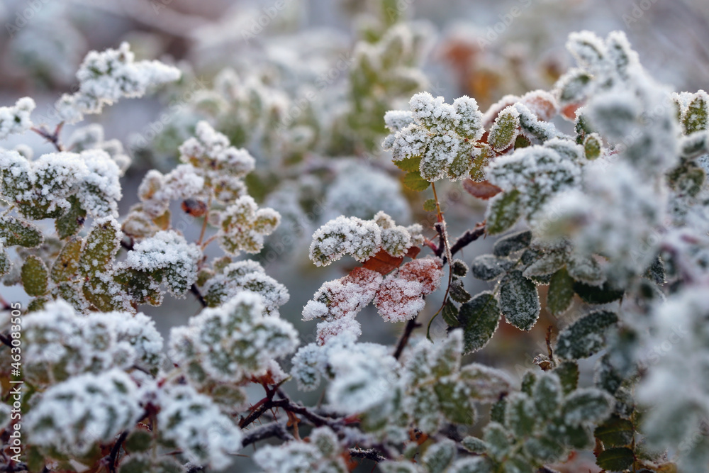 Hoarfrost on top a green and red leaves. Frosted leaves were photographed in Finland during an ice cold and freezing day. Closeup color image. Hoarfrost on top a green and red leaves. Frosted leaves were photographed in Finland during an ice cold and freezing day. Closeup color image.