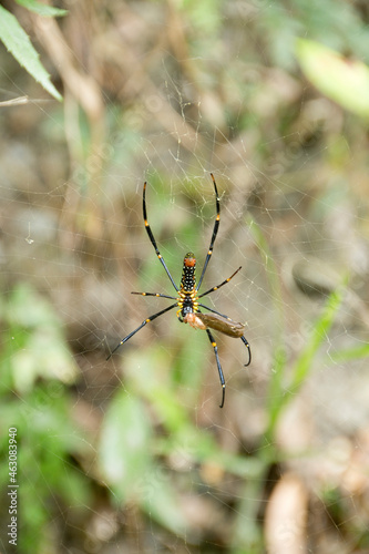 Golden Web Spider is eating its prey on its web