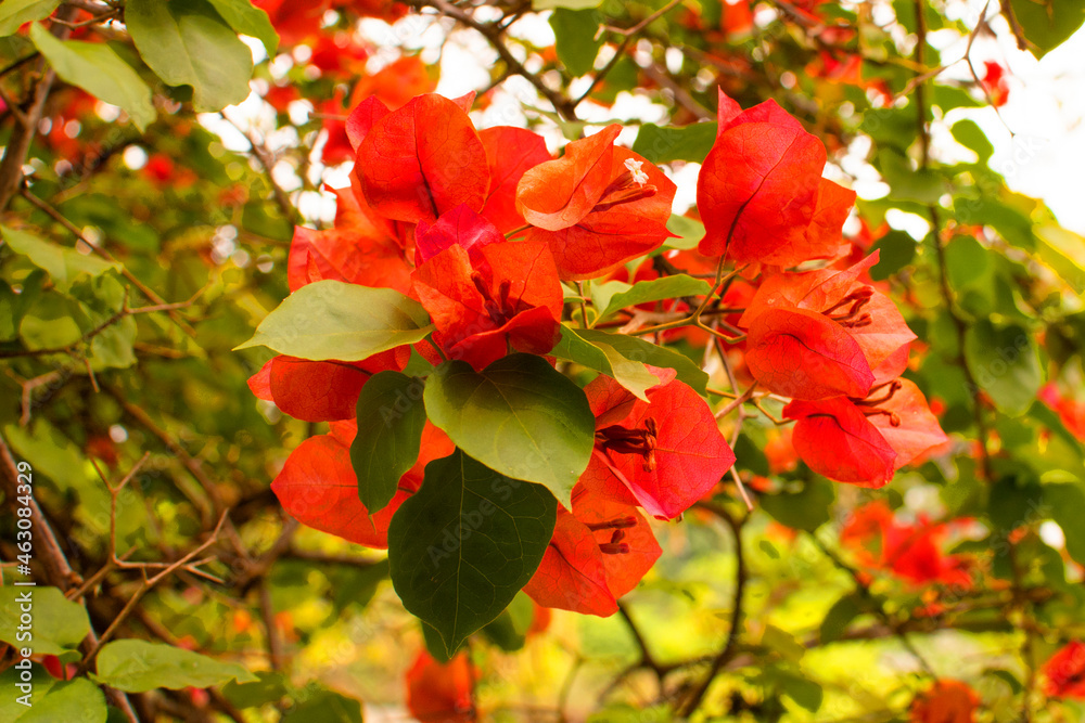 beautiful red flowers on a tree in a park Ibirapuera in Sao Paulo, Brazil beautiful red flowers on a tree in a park Ibirapuera in Sao Paulo, Brazil