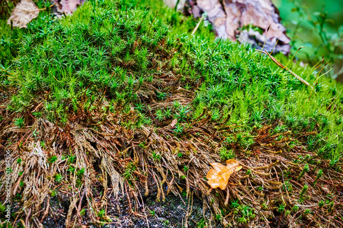 Autumn impressions with moss in a German forest.