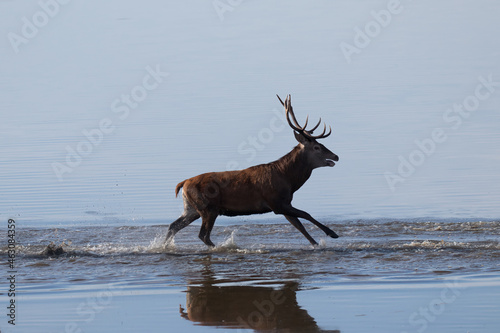 Beautiful male red deer with nice antlers, Cervus elaphus, runs on the water in a fish pond in a nature reserve, a large animal, a nature reserve, a beautiful bull and its antlers