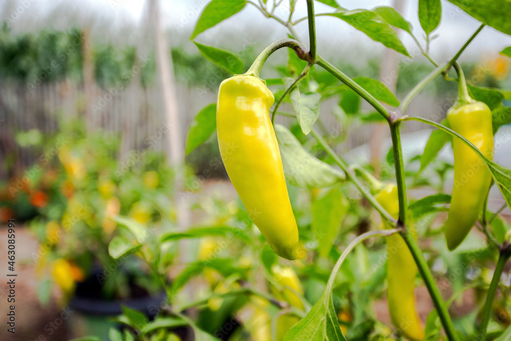 pepper plant hanging in kitchen garden, homegrown pepper vegetable growing
