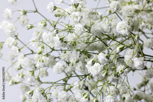 Small white busy baby breath flower bunch on white background Small white busy baby breath flower bunch on white background