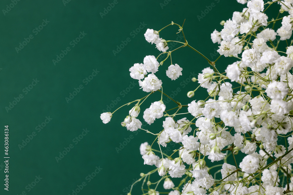 Obraz premium Small white busy baby breath flower bunch on green background