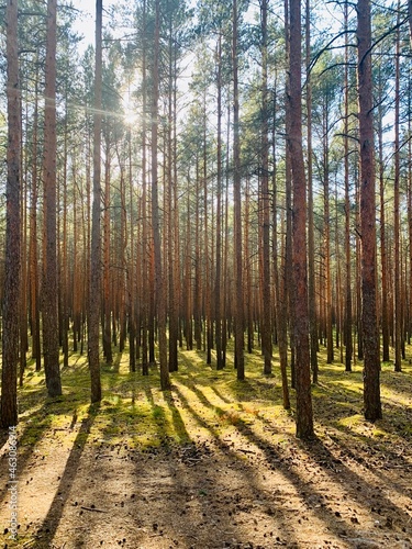 autumn forest in the morning