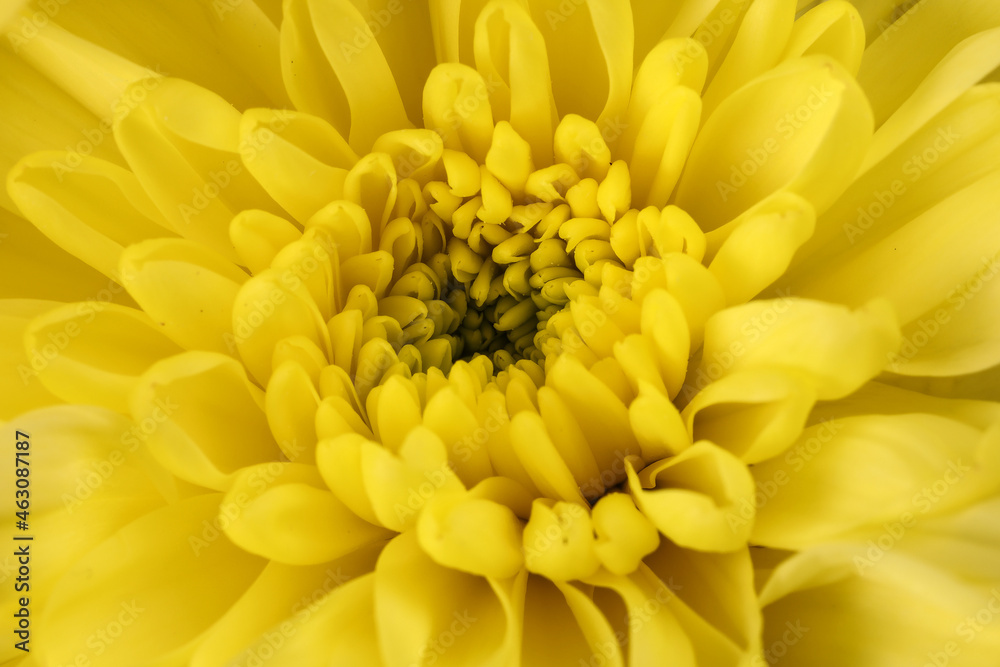 small yellow chrysanthemum mum flower bunch macro closeup on white background small yellow chrysanthemum mum flower bunch macro closeup on white background