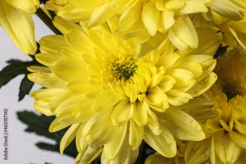 small yellow chrysanthemum mum flower bunch macro closeup on white background