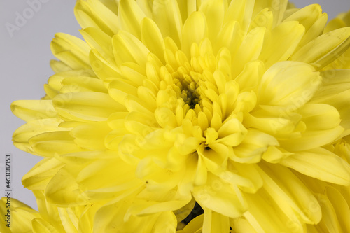 small yellow chrysanthemum mum flower bunch macro closeup on white background