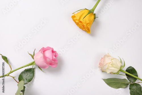 Colorful variety rose flower on white background light pinkish pink yellow white on white background