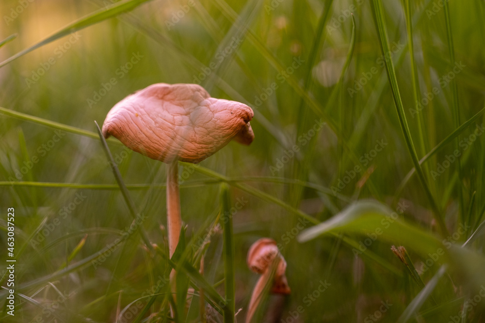 Pilz in einer Wiese auf einer Waldlichtung Pilz in einer Wiese auf einer Waldlichtung