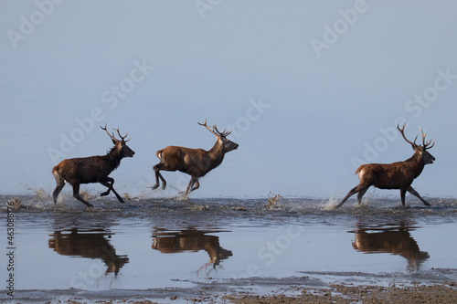 Three male red deer with nice antlers  Cervus elaphus  running on the water in the fish pond in the nature reserve  big animals  nature reserve  beautiful young bulls and their antlers