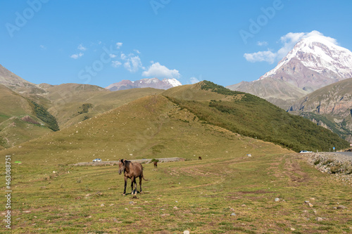 Heard of horses grazing on a lush pasture under the Mount Kazbeg, Georgia. Clear and blue sky above the snow-capped peak. A small pond on the pasture. Wild animals. Serenity and calmness. © Chris