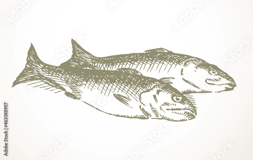 Vector fishes still life from the biblical story