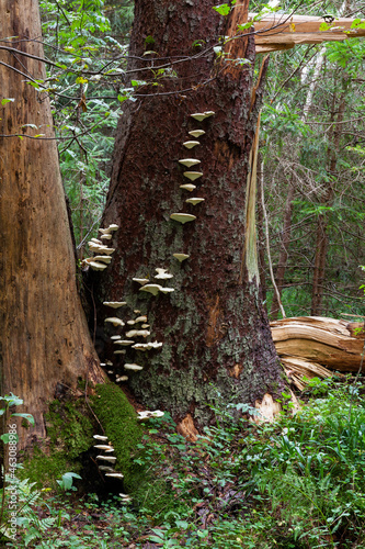 Poroid fungus Climacocystis borealis growing on an old standing Spruce tree in an old-growth forest in Estonia, Northern Europe.	 photo