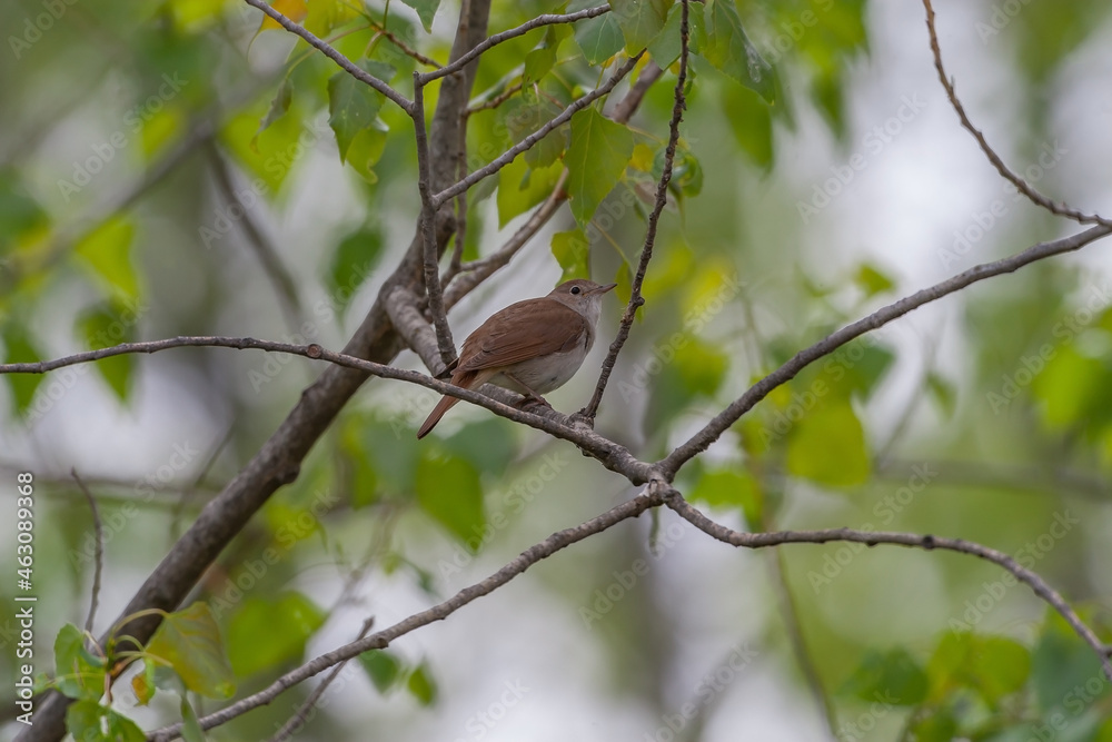 Common Nightingale (Luscinia megarhynchos) perched on a tree branch Common Nightingale (Luscinia megarhynchos) perched on a tree branch