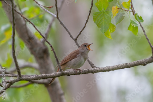 Common Nightingale (Luscinia megarhynchos) perched on a tree branch © Ali Tellioglu