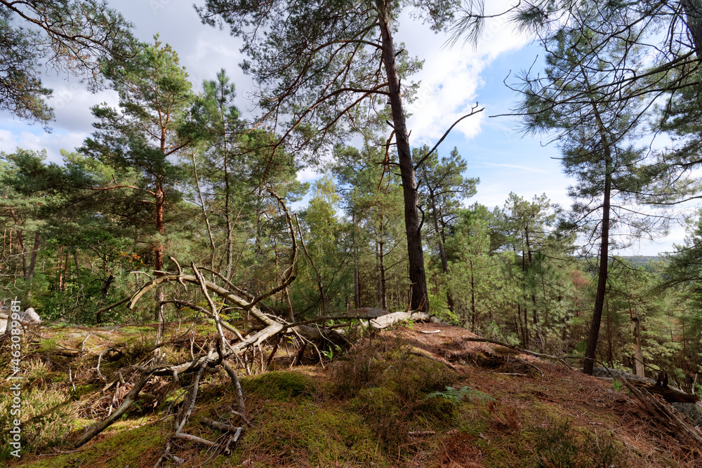 Recloses, path of the crests in fontainebleau forest