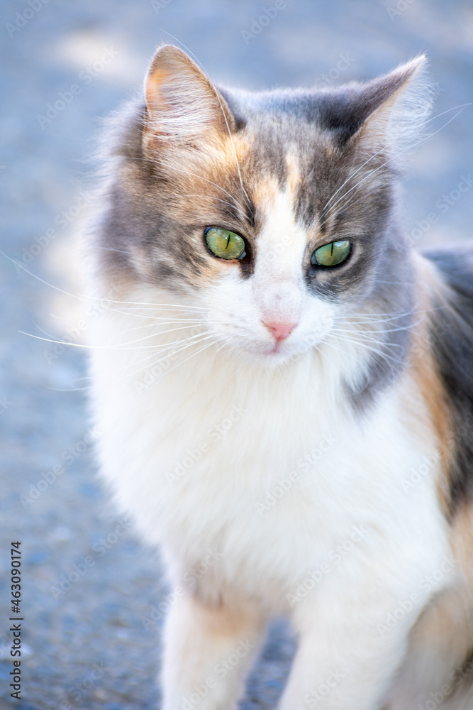 Close-up portrait shot of a beautiful hairy cat with green eyes, orange and gray spots