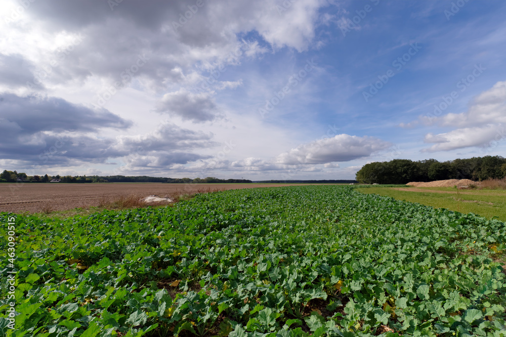 Agricultural fields near Barbizon village Agricultural fields near Barbizon village