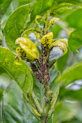 Slika na platnu Orange tree suffers from a plague of aphids
